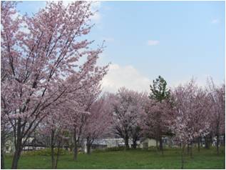 旭川市緑が丘の桜