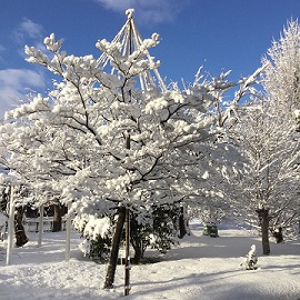 雪景色