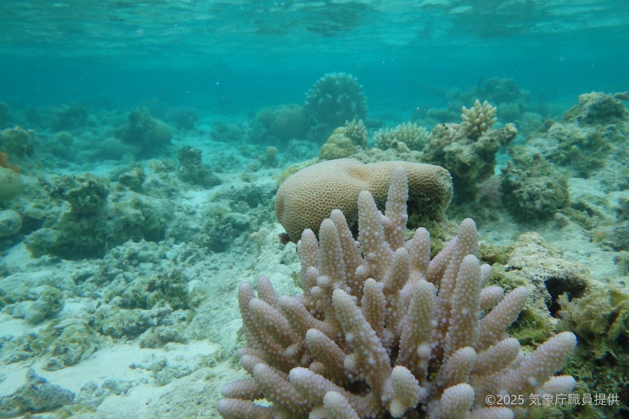 海洋酸性化のイメージ