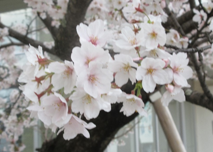 彦根地方気象台で観測したさくらの写真（2025年4月撮影）