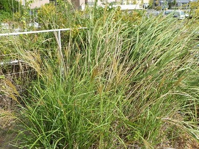 すすきの開花