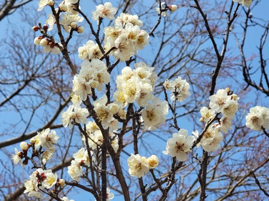 梅の開花