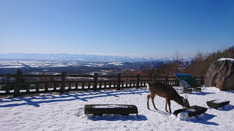 日高山脈と鹿