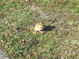 稚内公園のシマリスの写真