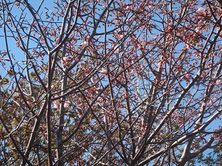 天北緑地の桜の写真